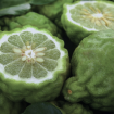 Bergamot