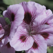 Geranium