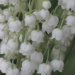 Lily of the valley